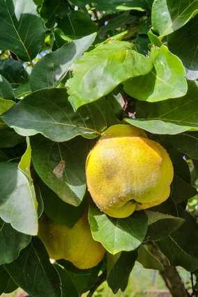 库尔勒香梨树图片